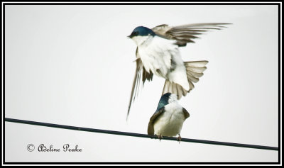 Mating Tree Swallows