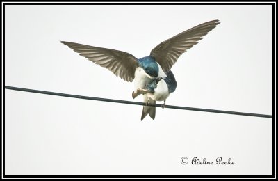 Mating Tree Swallows