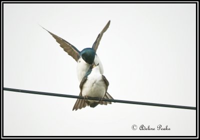 Mating Tree Swallows