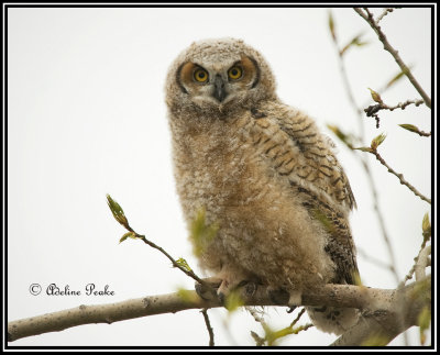 Great Horned Owlette