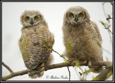 Great Horned Owlettes