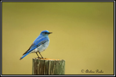 Mountain Bluebird