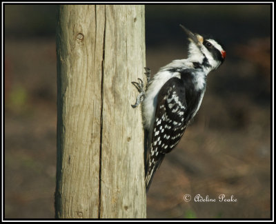 Hairy Woodpecker