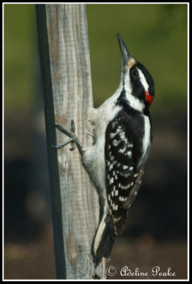 Hairy Woodpecker