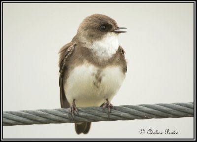 Juvenile Tree Swallow