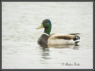 Mallard