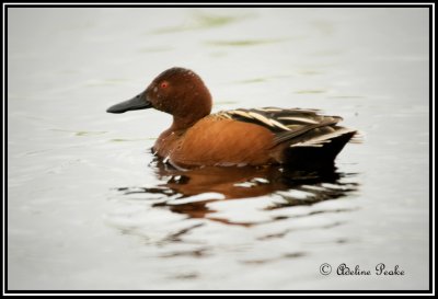 Common Teal
