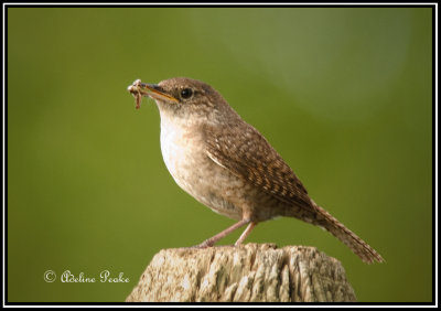 House Wren