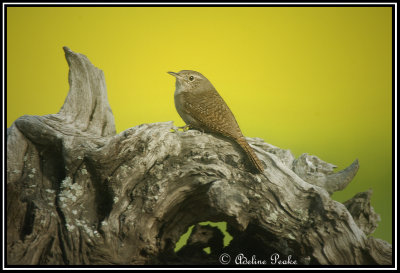 House Wren