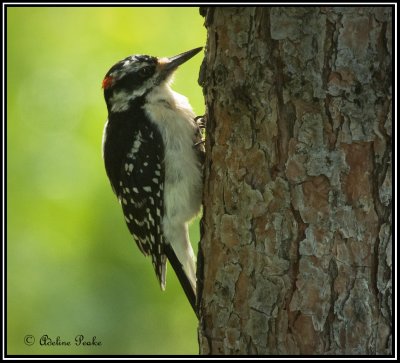 Hairy Woodpecker