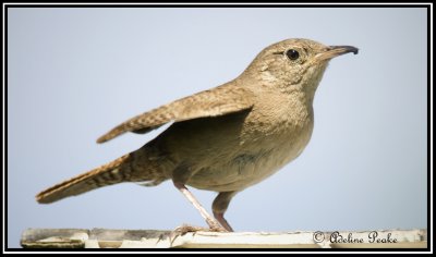 House Wren