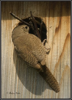 House Wren