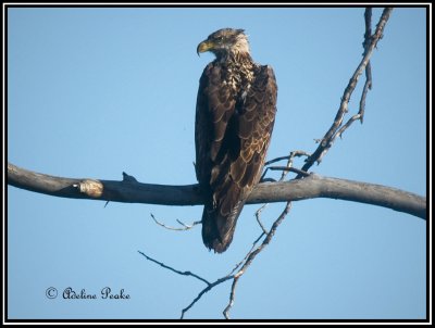 Juvenile Bald Eagle