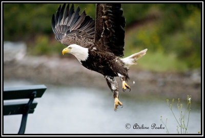 Bald Eagle