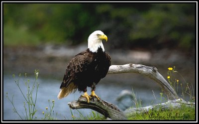 Bald Eagle