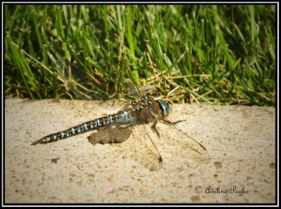 Lake Darner Dragonfly
