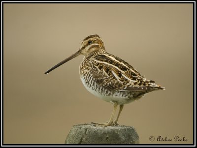 Common Snipe