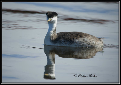 Western Grebe