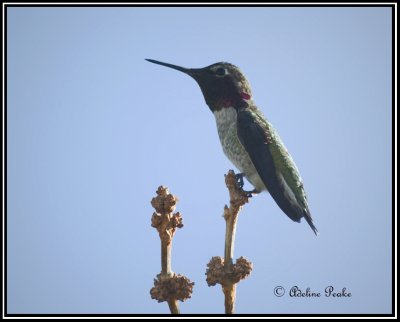 Anna's Humminbird