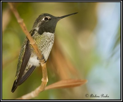 Anna's Humminbird