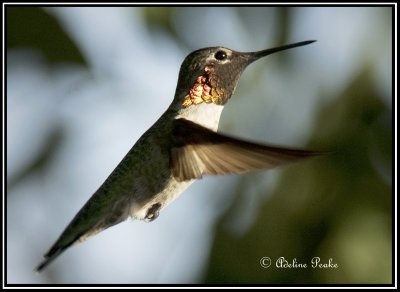 Anna's Humminbird