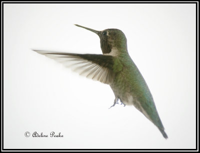 Anna's Humminbird