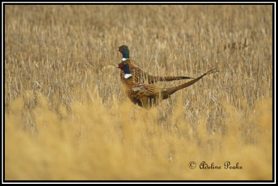 Ring-necked Pheasants