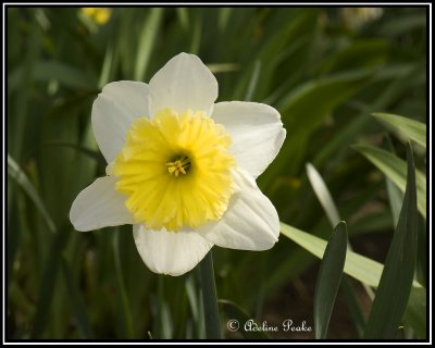 Daffodil