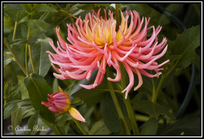 Dahlia
