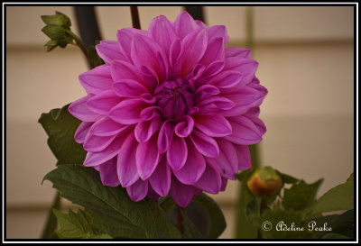 Dahlia