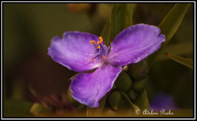 Spiderwort