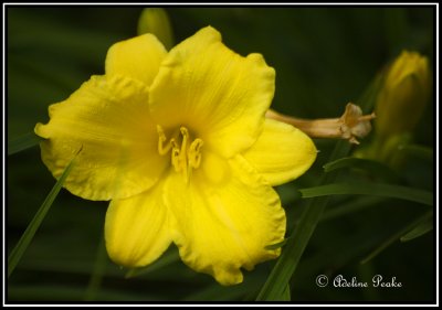 Day Lily