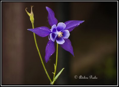 Columbine