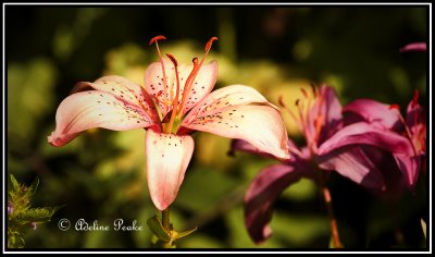Lily