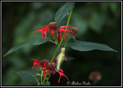 BeeBalm