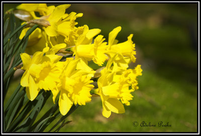 Daffodils