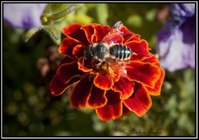 Marigold
