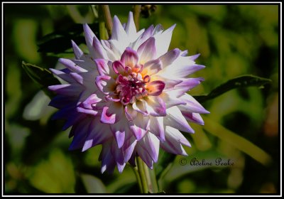 flowers_and_fruit