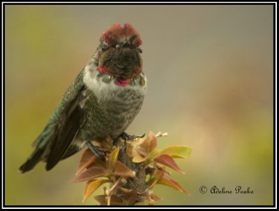 Anna's Humminbird