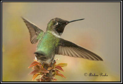 Anna's Humminbird