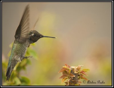 Anna's Humminbird