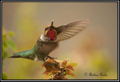 Anna's Humminbird