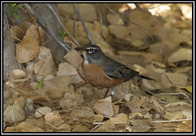 American Robin