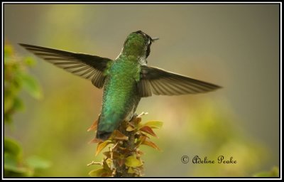 Anna's Humminbird