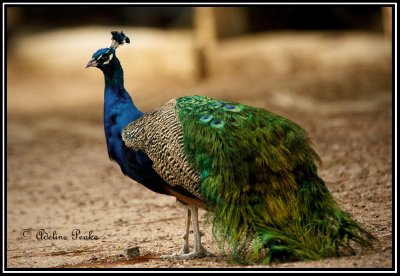 Male Peacock