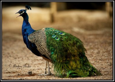 Male Peacock