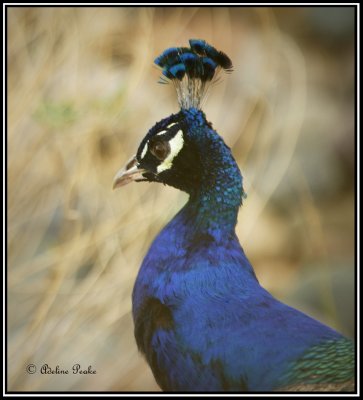 Male Peacock portrait