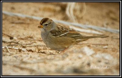 Immature White Crowned Sparrow