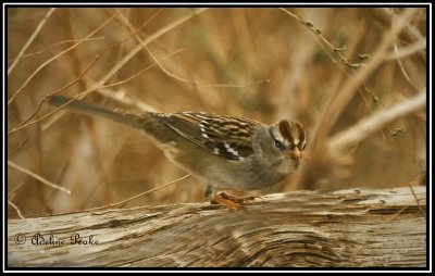 Immature White Crowned Sparrow