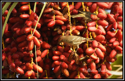 House Finch